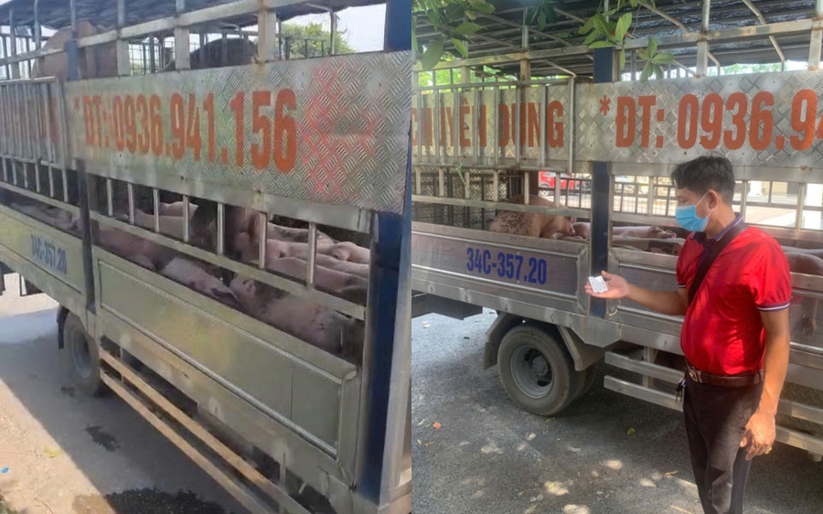 Phát hiện xe chở đàn lợn nhiễm virus dịch tả lợn Châu Phi được đưa về Hải Phòng tiêu thụ Phát hiện xe chở đàn lợn nhiễm virus dịch tả lợn Châu Phi được đưa về Hải Phòng tiêu thụ