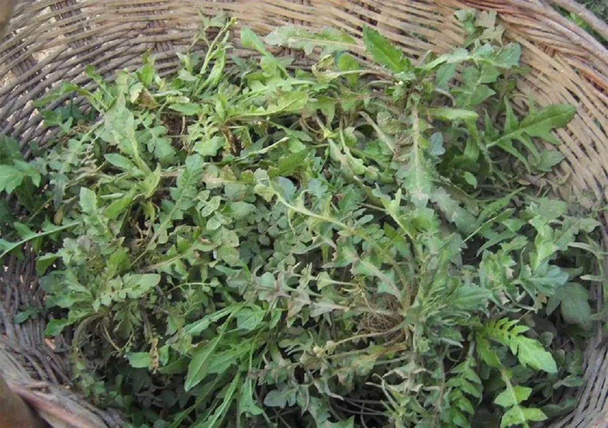 Ăn 1 mớ rau này tốt ngang thịt bò, ở quê có đầy bỏ qua quá phí - Ảnh 1. Ăn 1 mớ rau này tốt ngang thịt bò, ở quê mọc um tumg như cỏ dại - Ảnh 1.