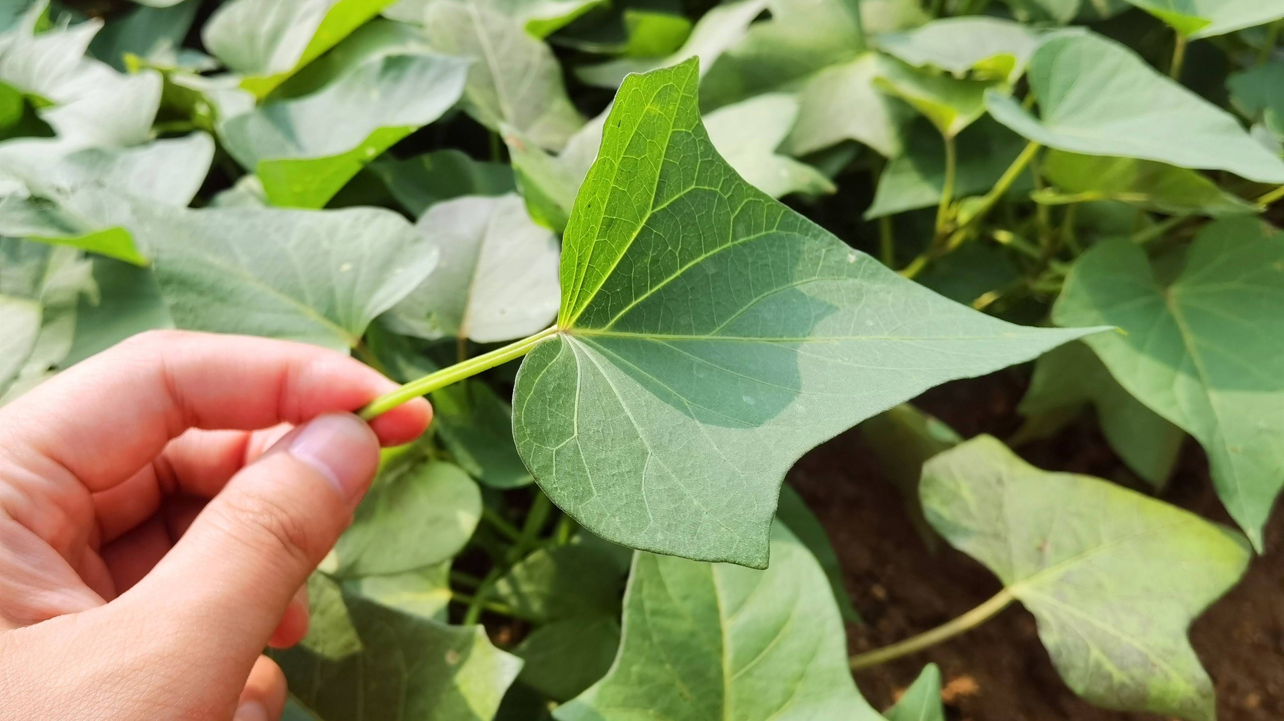 Đừng để cái nóng bức bối làm hỏng khẩu vị: 4 loại rau "vàng" tháng 7 giúp giải nhiệt, ngon miệng, tốt cho sức khỏe - Ảnh 3. Đừng để cái nóng bức bối làm hỏng khẩu vị: 4 loại rau "vàng" tháng 7 giúp giải nhiệt, ngon miệng, tốt cho sức khỏe - Ảnh 3.