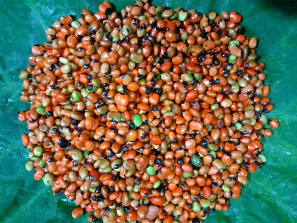 Loại hạt đắt đỏ bậc nhất thế giới, giá 240 triệu đồng/kg, chỉ duy nhất Việt Nam mới có - Ảnh 7. Loại hạt đắt đỏ bậc nhất thế giới, giá 240 triệu đồng/kg, chỉ duy nhất Việt Nam mới có - Ảnh 7.