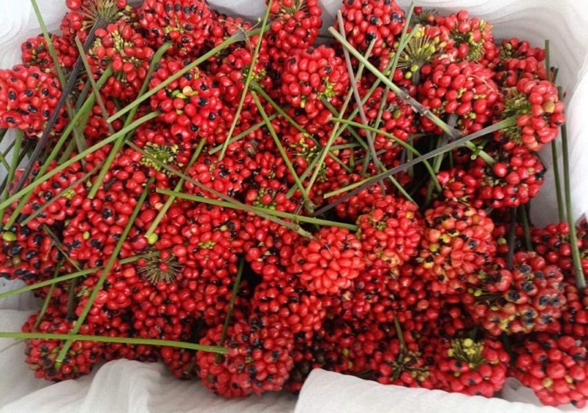 Loại hạt đắt đỏ bậc nhất thế giới, giá 240 triệu đồng/kg, chỉ duy nhất Việt Nam mới có - Ảnh 4. Loại hạt đắt đỏ bậc nhất thế giới, giá 240 triệu đồng/kg, chỉ duy nhất Việt Nam mới có - Ảnh 4.