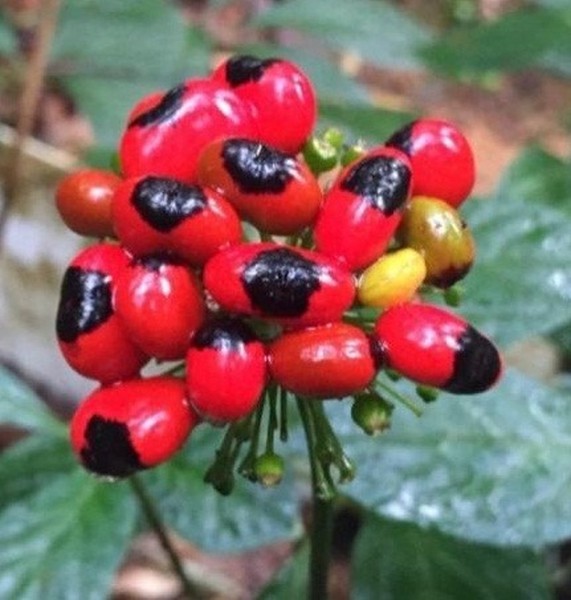 Loại hạt đắt đỏ bậc nhất thế giới, giá 240 triệu đồng/kg, chỉ duy nhất Việt Nam mới có - Ảnh 6. Loại hạt đắt đỏ bậc nhất thế giới, giá 240 triệu đồng/kg, chỉ duy nhất Việt Nam mới có - Ảnh 6.