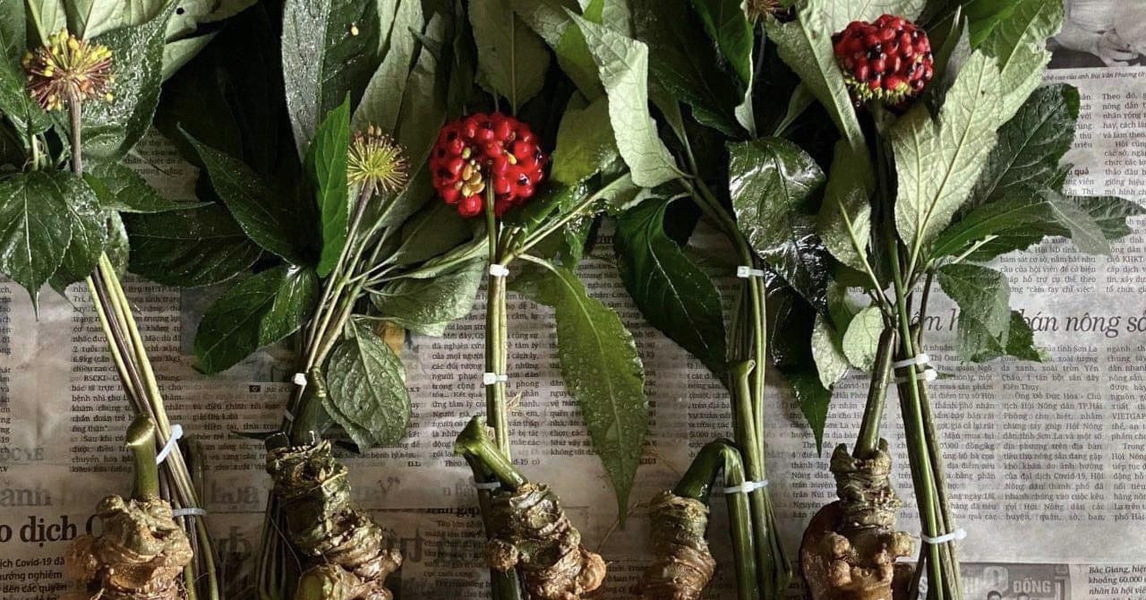 Loại hạt đắt đỏ bậc nhất thế giới, giá 240 triệu đồng/kg, chỉ duy nhất Việt Nam mới có - Ảnh 1. Loại hạt đắt đỏ bậc nhất thế giới, giá 240 triệu đồng/kg, chỉ duy nhất Việt Nam mới có - Ảnh 1.