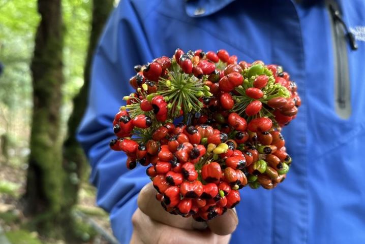 Loại hạt đắt đỏ bậc nhất thế giới, giá 240 triệu đồng/kg, chỉ duy nhất Việt Nam mới có - Ảnh 5. Loại hạt đắt đỏ bậc nhất thế giới, giá 240 triệu đồng/kg, chỉ duy nhất Việt Nam mới có - Ảnh 5.
