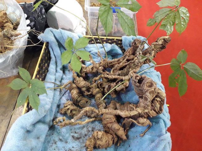 Loại hạt đắt đỏ bậc nhất thế giới, giá 240 triệu đồng/kg, chỉ duy nhất Việt Nam mới có - Ảnh 3. Loại hạt đắt đỏ bậc nhất thế giới, giá 240 triệu đồng/kg, chỉ duy nhất Việt Nam mới có - Ảnh 3.
