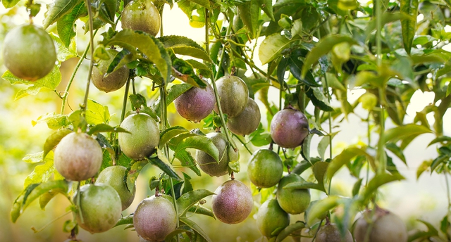 Loại quả giúp Việt Nam thu về chục triệu USD 1 tháng, chất lượng hàng đầu thế giới: Có “vô vàn” lợi ích - Ảnh 1. Loại quả giúp Việt Nam thu về chục triệu USD 1 tháng, chất lượng hàng đầu thế giới: Có “vô vàn” lợi ích - Ảnh 1.