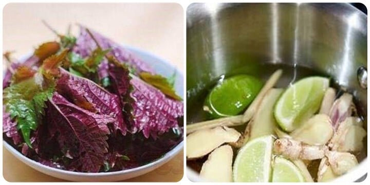 Uống nước lá tía tô với chanh, gừng, sả có tác dụng gì? - Ảnh 2. Uống nước lá tía tô với chanh, gừng, sả có tác dụng gì? - Ảnh 2.