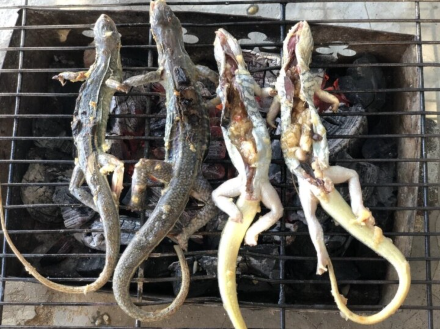 Món ăn làm từ "vua của sa mạc", có mặt tại Việt Nam mà nhiều người không ngờ tới - Ảnh 2.