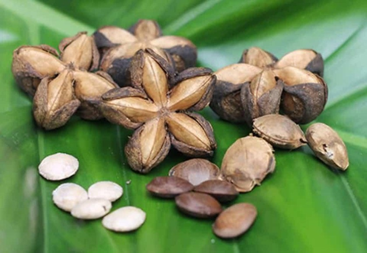 Loại hạt đắt đỏ bậc nhất thế giới, không ngờ có đầy ở Việt Nam - Ảnh 2. Loại hạt đắt đỏ bậc nhất thế giới, không ngờ có đầy ở Việt Nam - Ảnh 2.