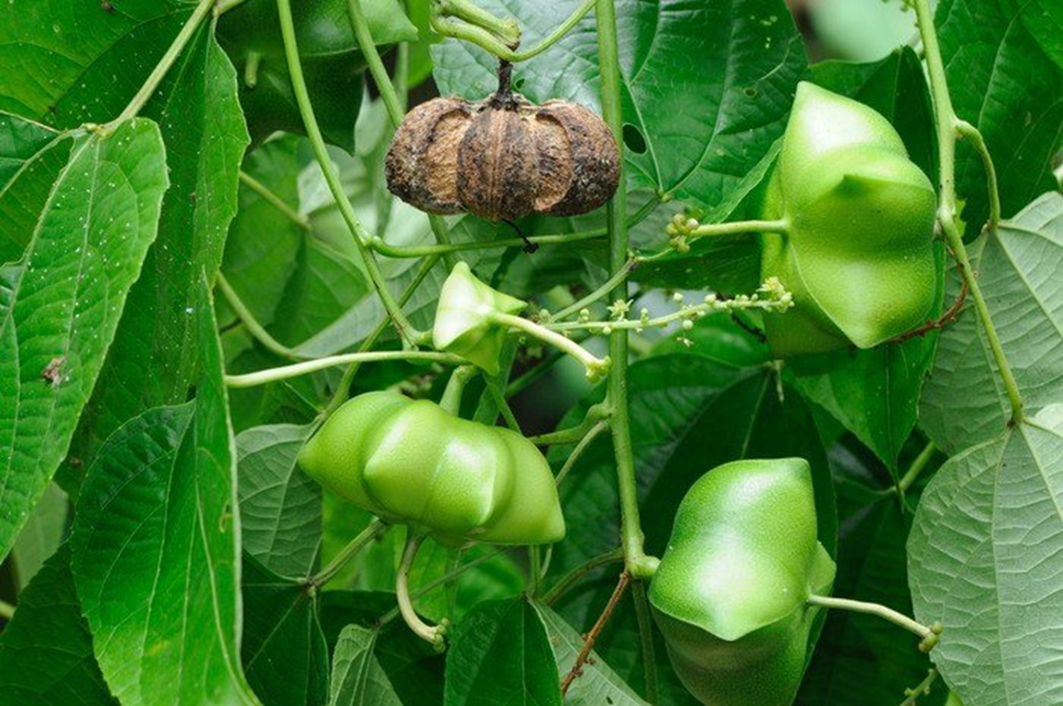 Loại hạt đắt đỏ bậc nhất thế giới, không ngờ có đầy ở Việt Nam - Ảnh 1. Loại hạt đắt đỏ bậc nhất thế giới, không ngờ có đầy ở Việt Nam - Ảnh 1.