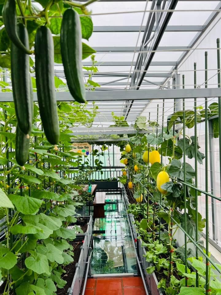 Gửi rau thay lời cảm ơn: Ông bố Hà Nội biến sân thượng thành vườn, tặng nông sản cho người ủng hộ thiện nguyện- Ảnh 11.