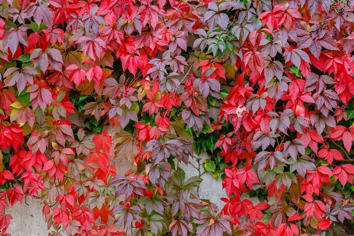 thuong-xuan-xuan-virginia-garden-17524671625502088997491-1752557001341-17525570014921849267259.jpg
