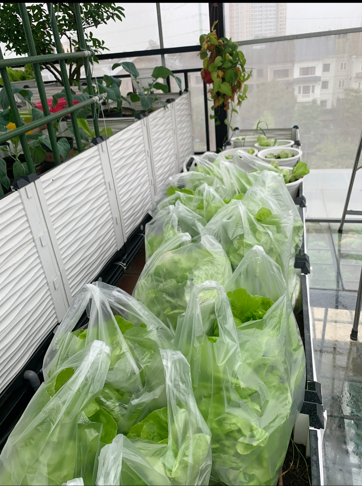 Gửi rau thay lời cảm ơn: Ông bố Hà Nội biến sân thượng thành vườn, tặng nông sản cho người ủng hộ thiện nguyện- Ảnh 18.
