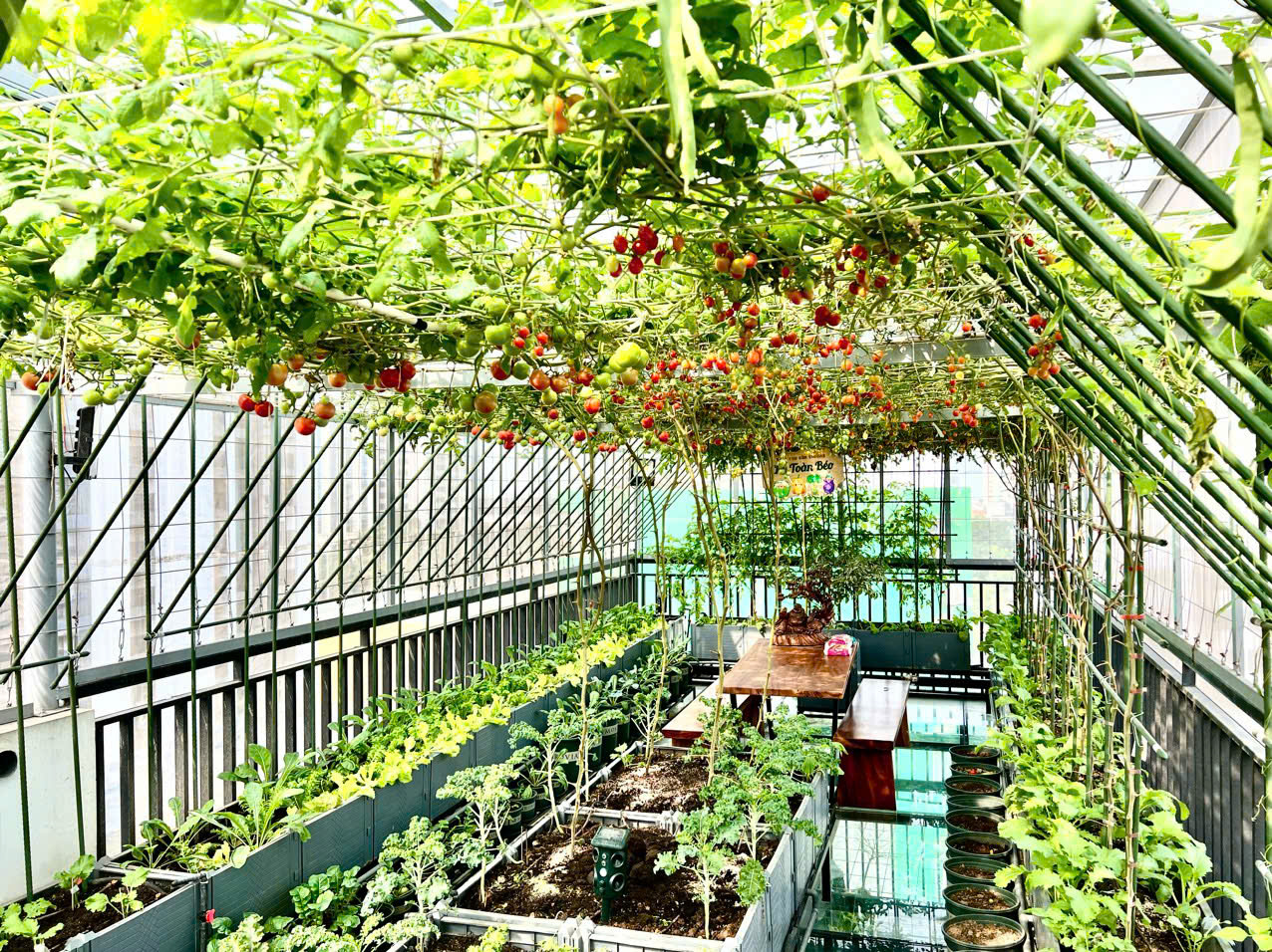 Gửi rau thay lời cảm ơn: Ông bố Hà Nội biến sân thượng thành vườn, tặng nông sản cho người ủng hộ thiện nguyện- Ảnh 7.