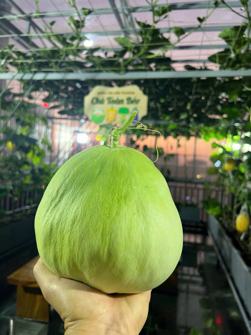 Gửi rau thay lời cảm ơn: Ông bố Hà Nội biến sân thượng thành vườn, tặng nông sản cho người ủng hộ thiện nguyện- Ảnh 17.