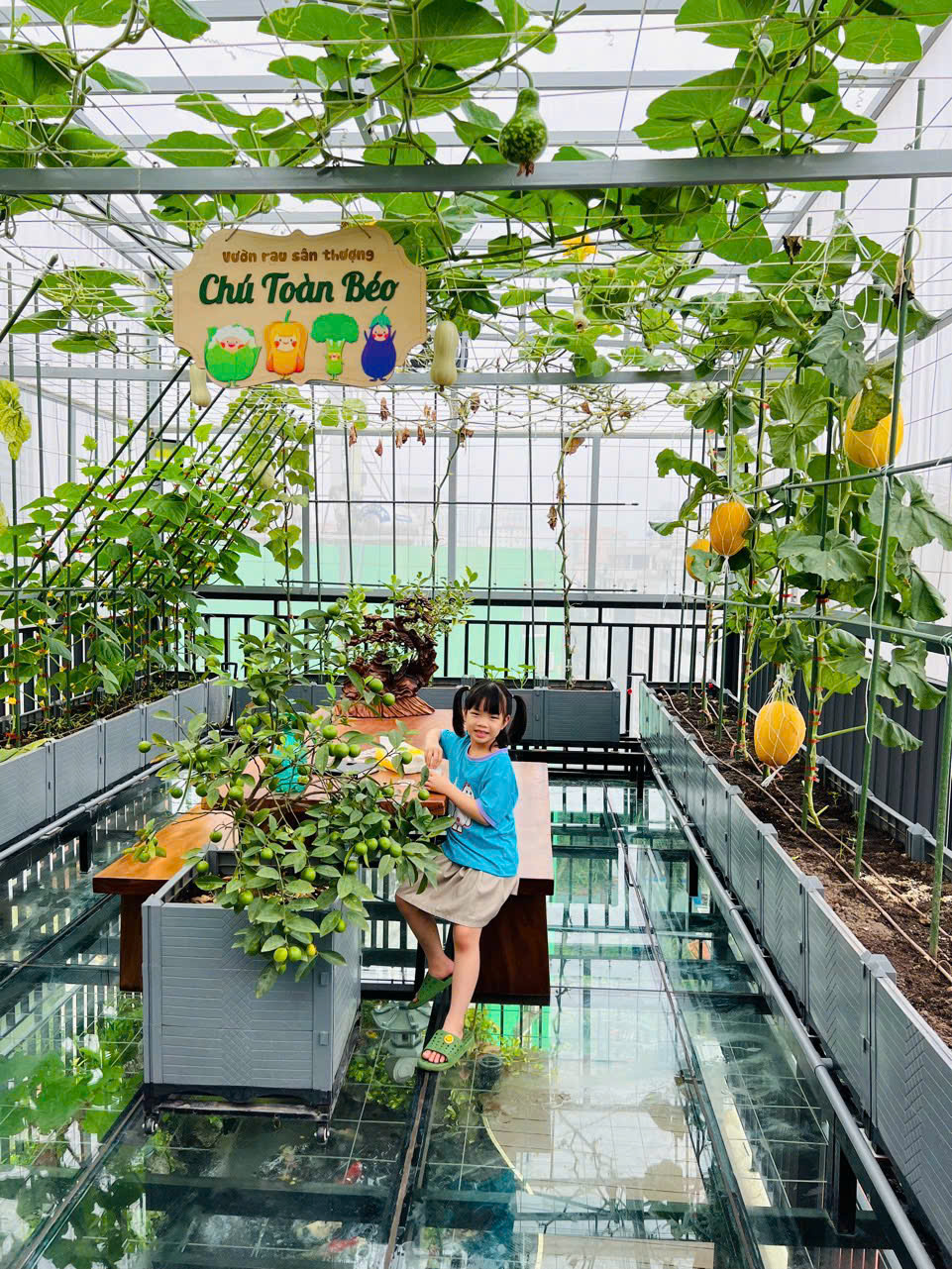 Gửi rau thay lời cảm ơn: Ông bố Hà Nội biến sân thượng thành vườn, tặng nông sản cho người ủng hộ thiện nguyện- Ảnh 15.
