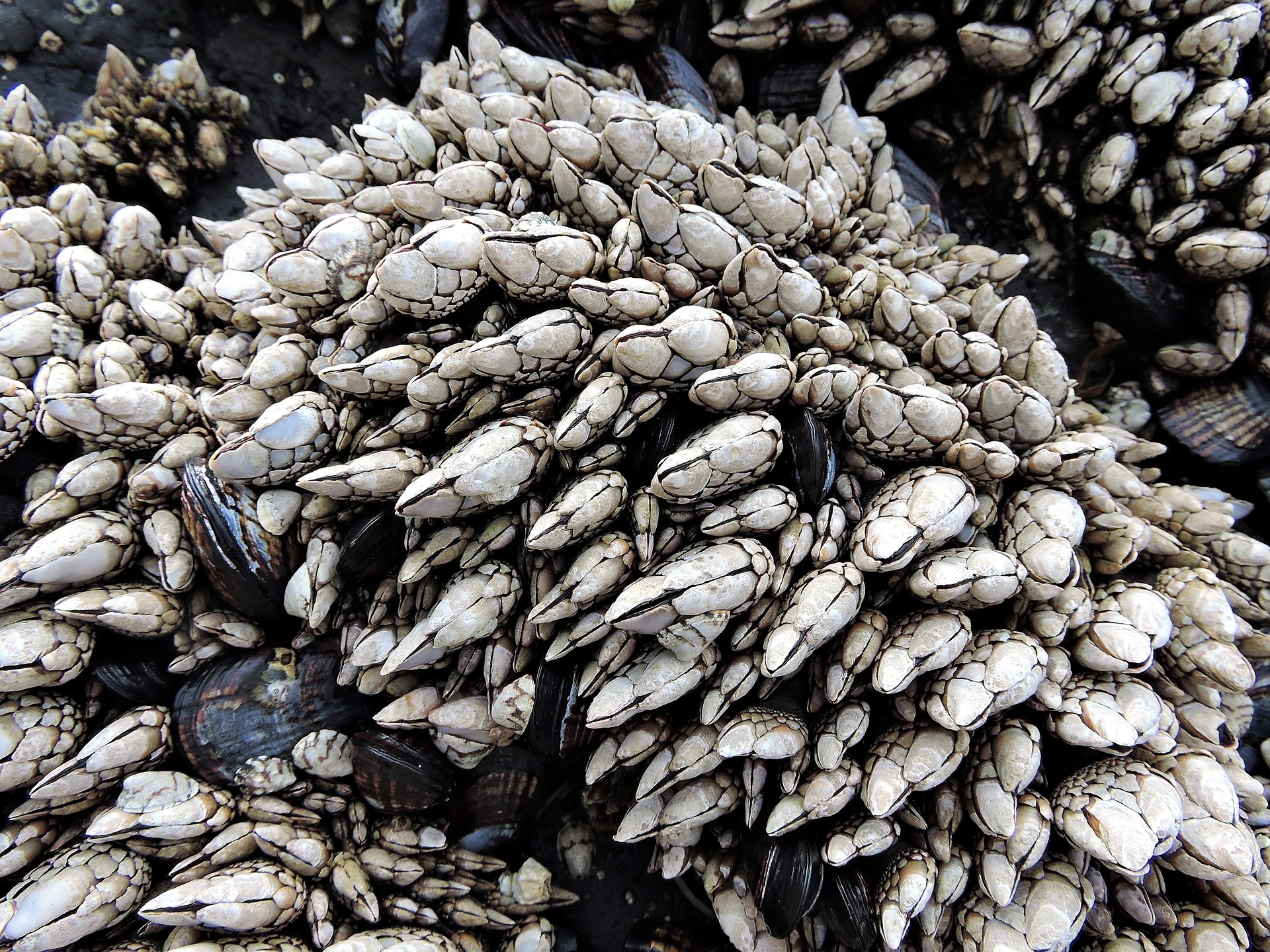 barnacles-14323971920-17526561693951649540936.jpg
