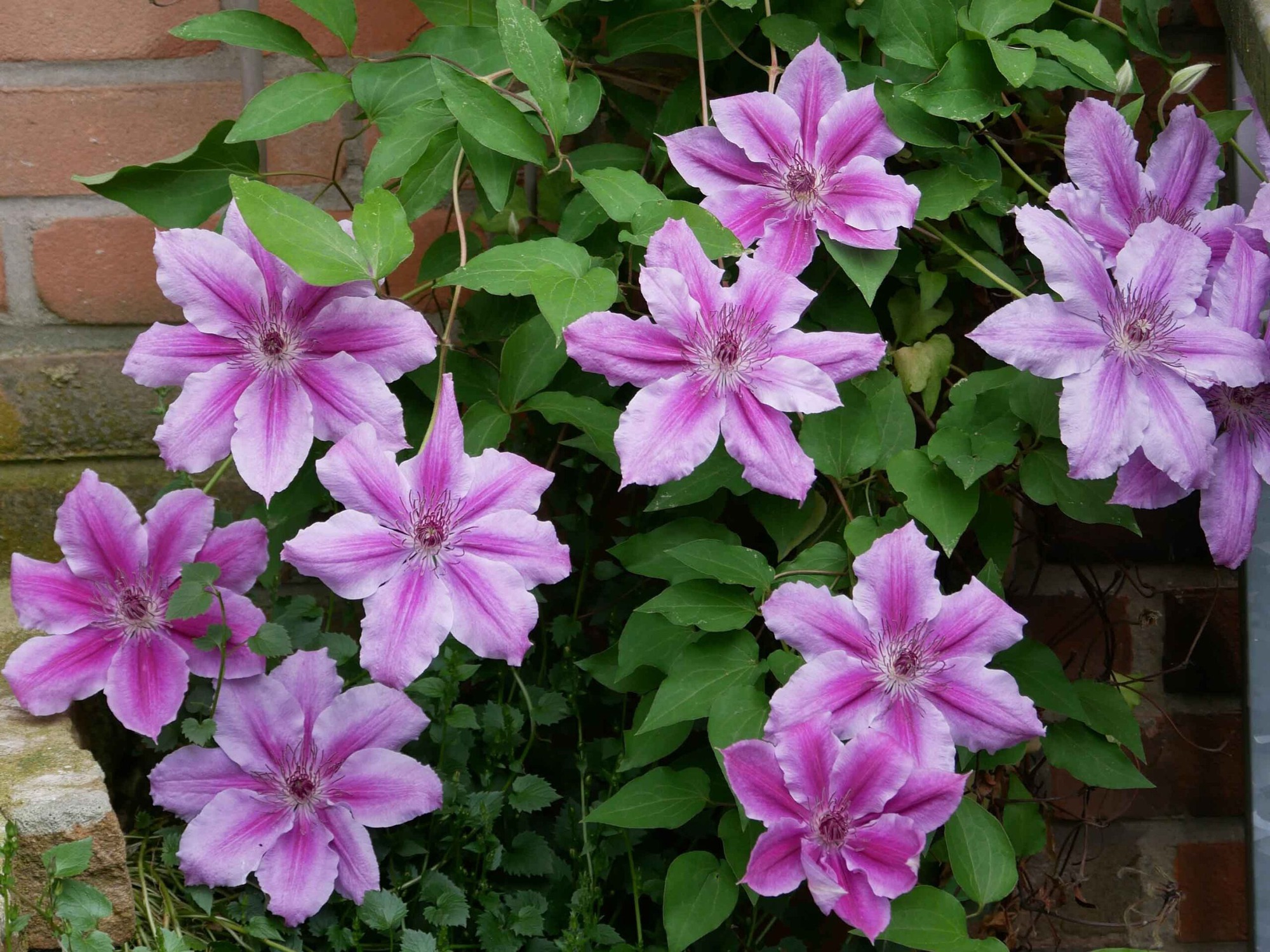 clematis-montana-planta-trepador-17521182695431062886828-1752633276266-17526332813931527059887.jpg
