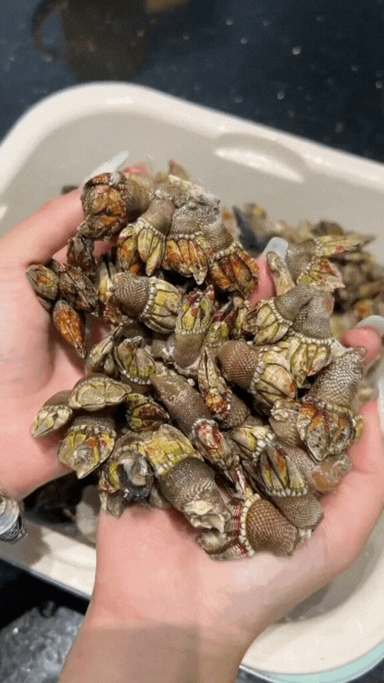 oc-mong-tay-quy-ha-ngong-17526572902602072669736.gif