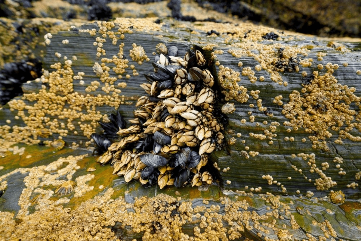 pngtree-percebes-barnacles-seafood-in-ribadeo-galicia-of-lugo-spain-photo-picture-image3414240-17526561693951706148005.jpg