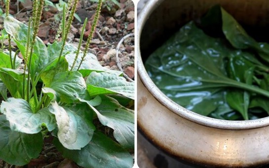 Uống nhiều nước cây mã đề có tốt?