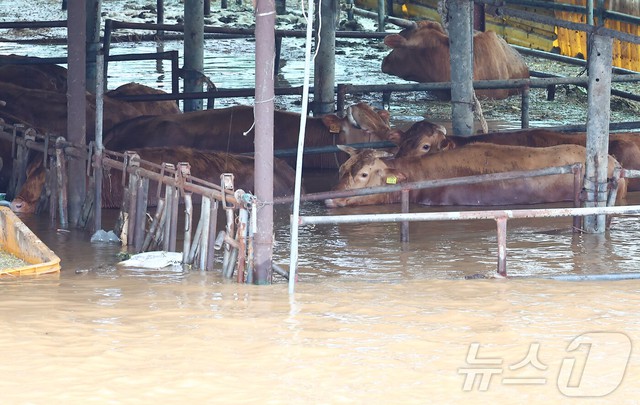 Toàn cảnh mưa lũ lịch sử 200 năm có một nhấn chìm Hàn Quốc: Nhiều nơi bị cô lập, hơn 500 trường học phải đóng cửa, đã xuất hiện thương vong - Ảnh 7. Toàn cảnh mưa lũ lịch sử 200 năm có một nhấn chìm Hàn Quốc: Nhiều nơi bị cô lập, hơn 500 trường học phải đóng cửa, đã xuất hiện thương vong - Ảnh 7.