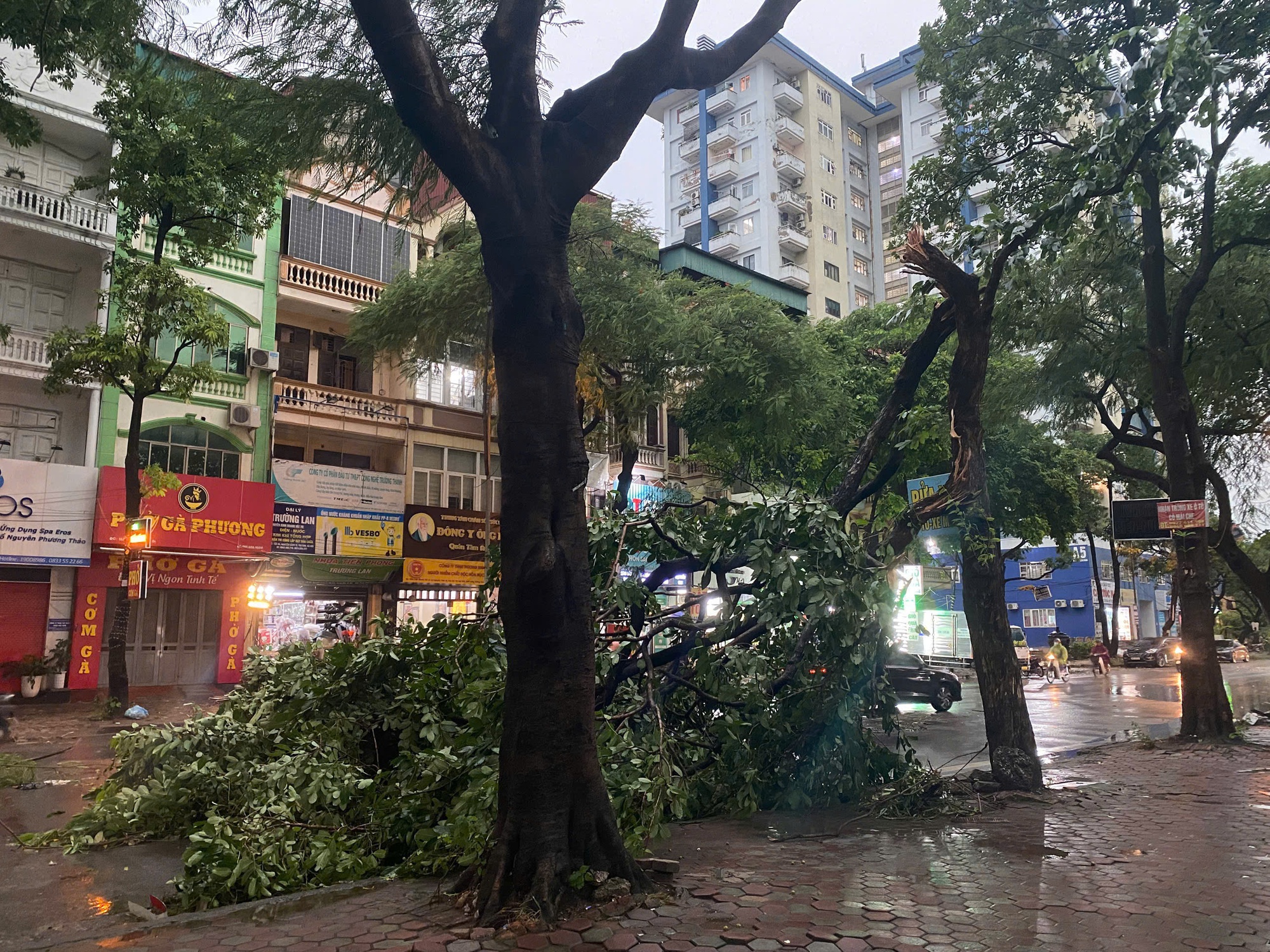 Chùm ảnh: Đường phố Hà Nội tan hoang sau cơn giông kinh hoàng, cây xanh bật gốc và gãy đổ hàng loạt - Ảnh 3.