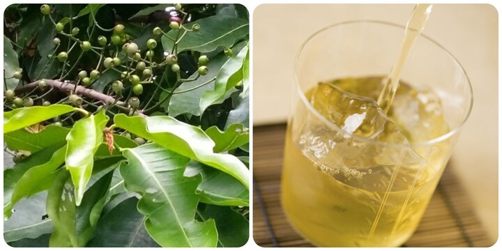 Uống nước vối thường xuyên có tốt? - Ảnh 2.