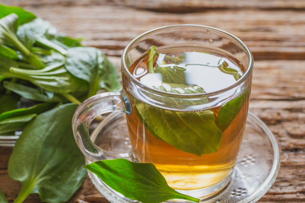 Việt Nam có loại cây mọc dại, người Trung Quốc coi là ‘cỏ tài lộc’: Hóa ra là vị thuốc quý - Ảnh 3.