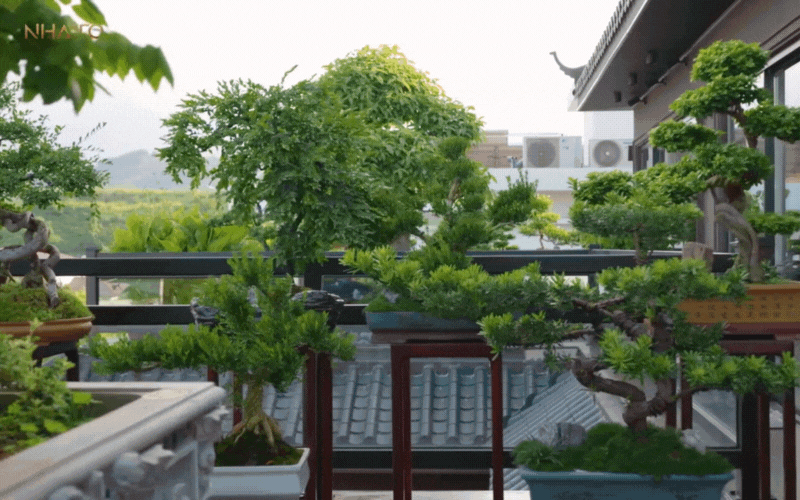 biet-phu-rong-lon-16-1751426878445208504444.gif