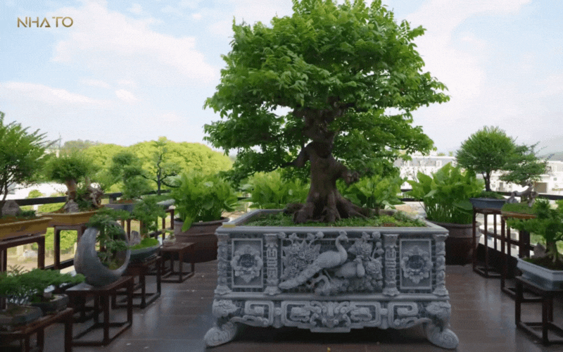 biet-phu-rong-lon-37-17514272936641885764904.gif