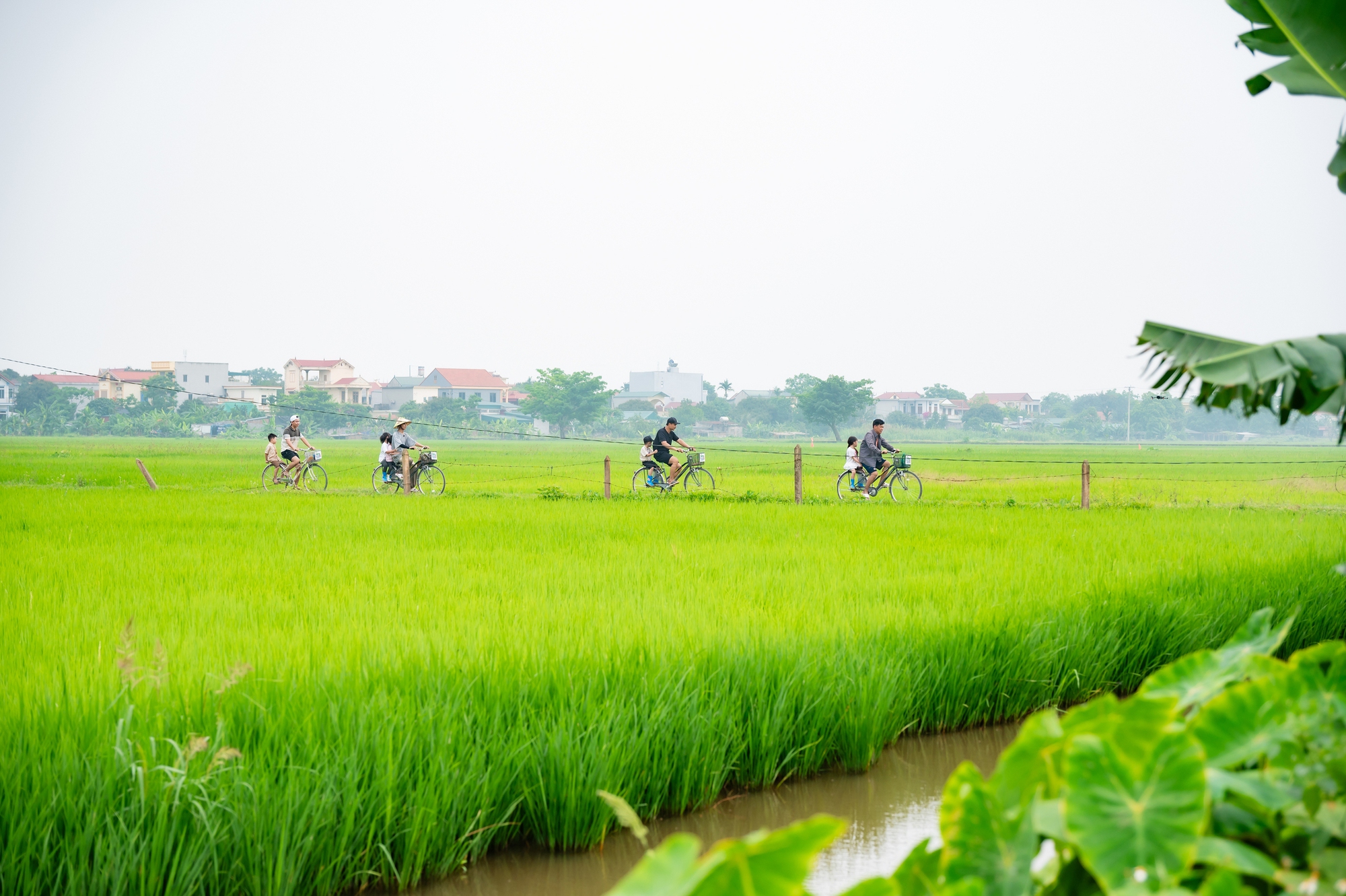 2 bình rượu mơ bất ngờ 2 bình rượu mơ bất ngờ