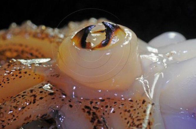 thu-xua-bi-vut-bo-khong-ai-an-nay-thanh-dac-san-dan-pho-thich-me-200000-dong-kg5-17513440883161899020733-1751434995851-1751434995927837868066.jpg