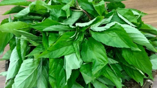 loai-rau-it-ngam-hoa-chat-nguoi-nhat-thich-me-o-cho-viet-gia-re-beo1-17528441330551144372030-1752972721381-1752972721614926534859.jpg