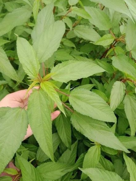 loai-rau-it-ngam-hoa-chat-nguoi-nhat-thich-me-o-cho-viet-gia-re-beo3-1752844133152290034599-1752972720372-1752972720608813249577.jpg