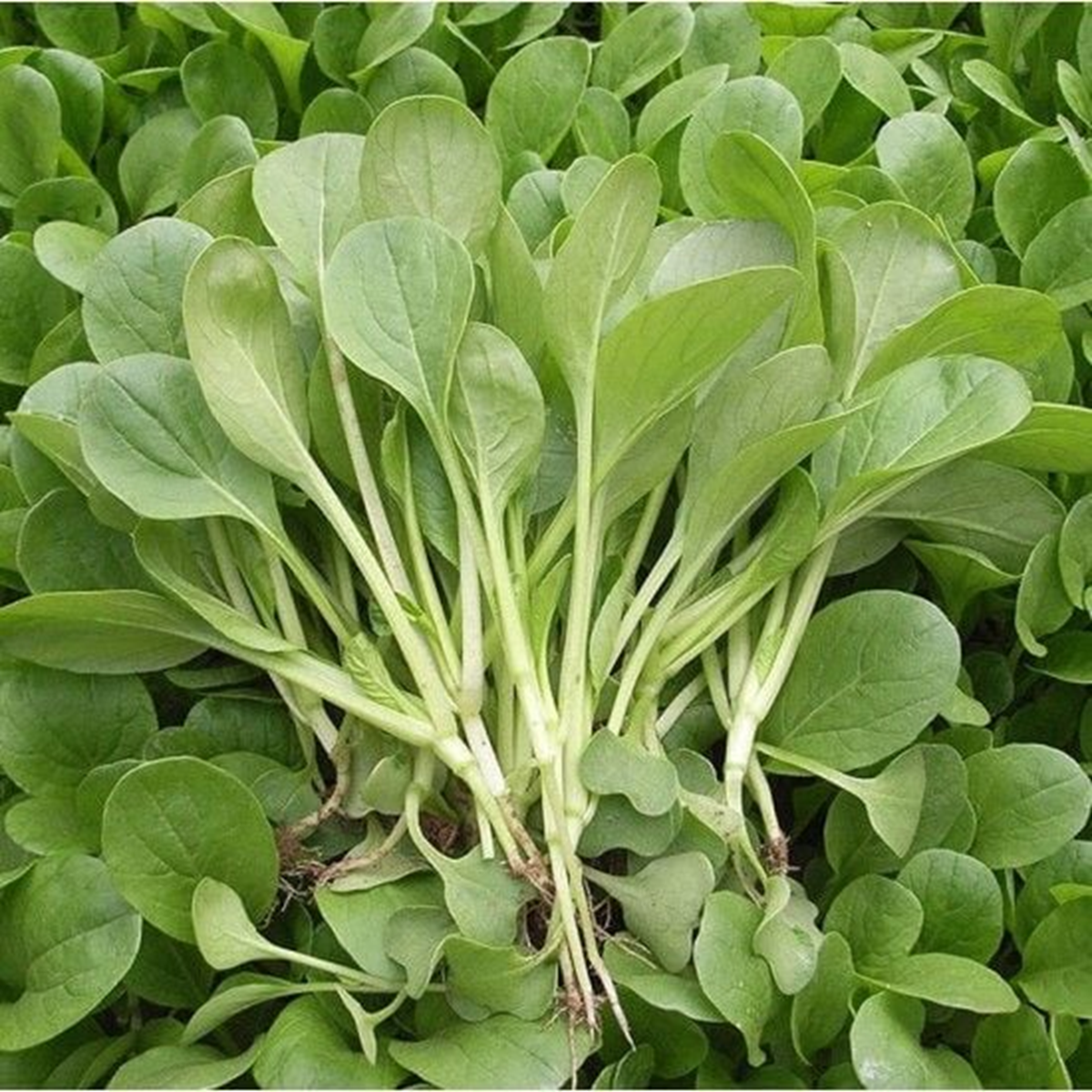 2-loai-rau-de-tam-thuoc-tru-sau-nhat-cai-so-1-nhieu-nguoi-me-tit-8-17530715974671332041829-1753095024142-1753095024295236101296.png