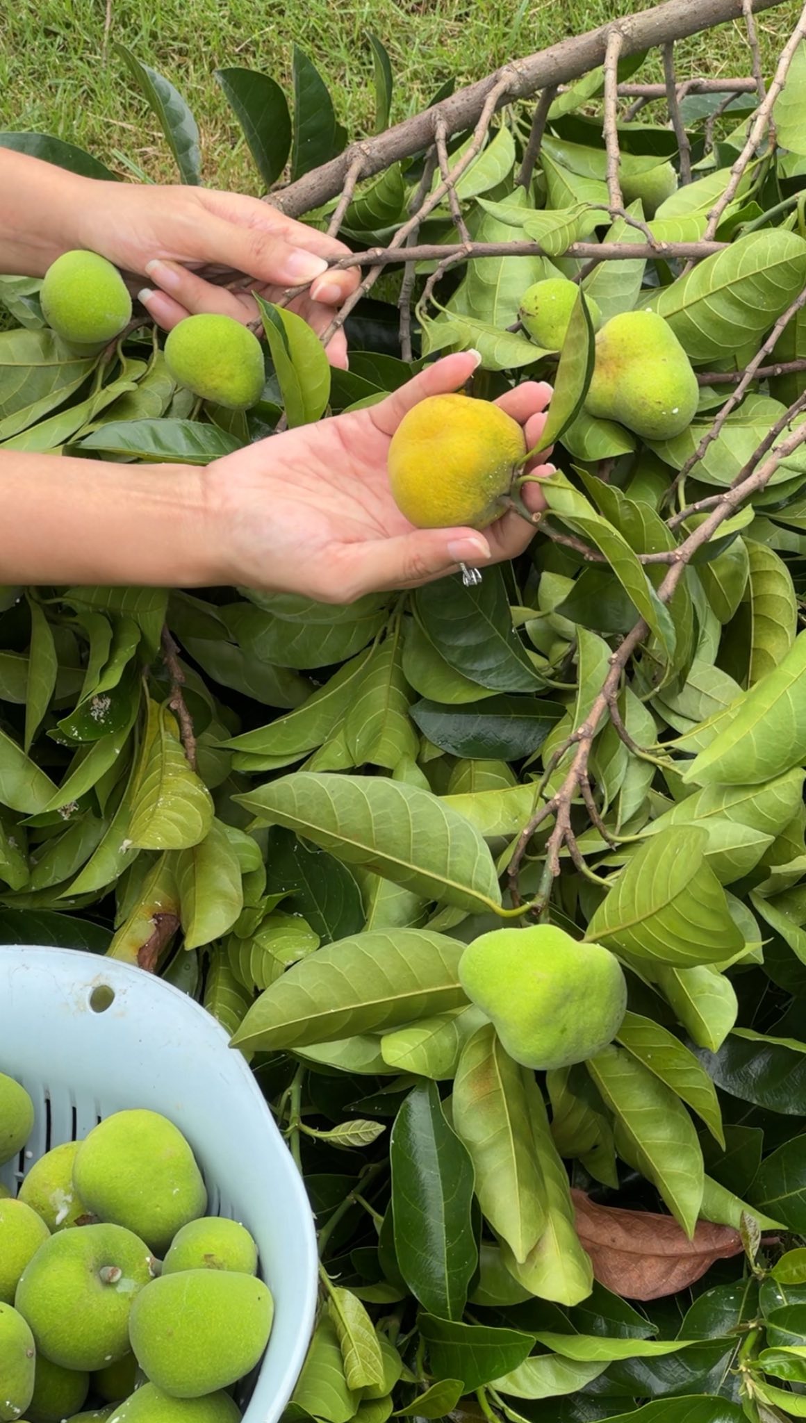 30 phút trở tay không kịp, chủ 30 phút trở tay không kịp, chủ