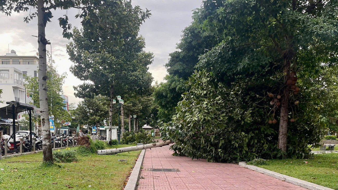 Lâm Đồng: Mưa lớn, gió mạnh quật đổ nhiều cây xanh, đè bẹp xe ô tô, tốc mái nhà - Ảnh 5. Lâm Đồng: Mưa lớn, gió mạnh quật đổ nhiều cây xanh, đè bẹp xe ô tô, tốc mái nhà - Ảnh 5.