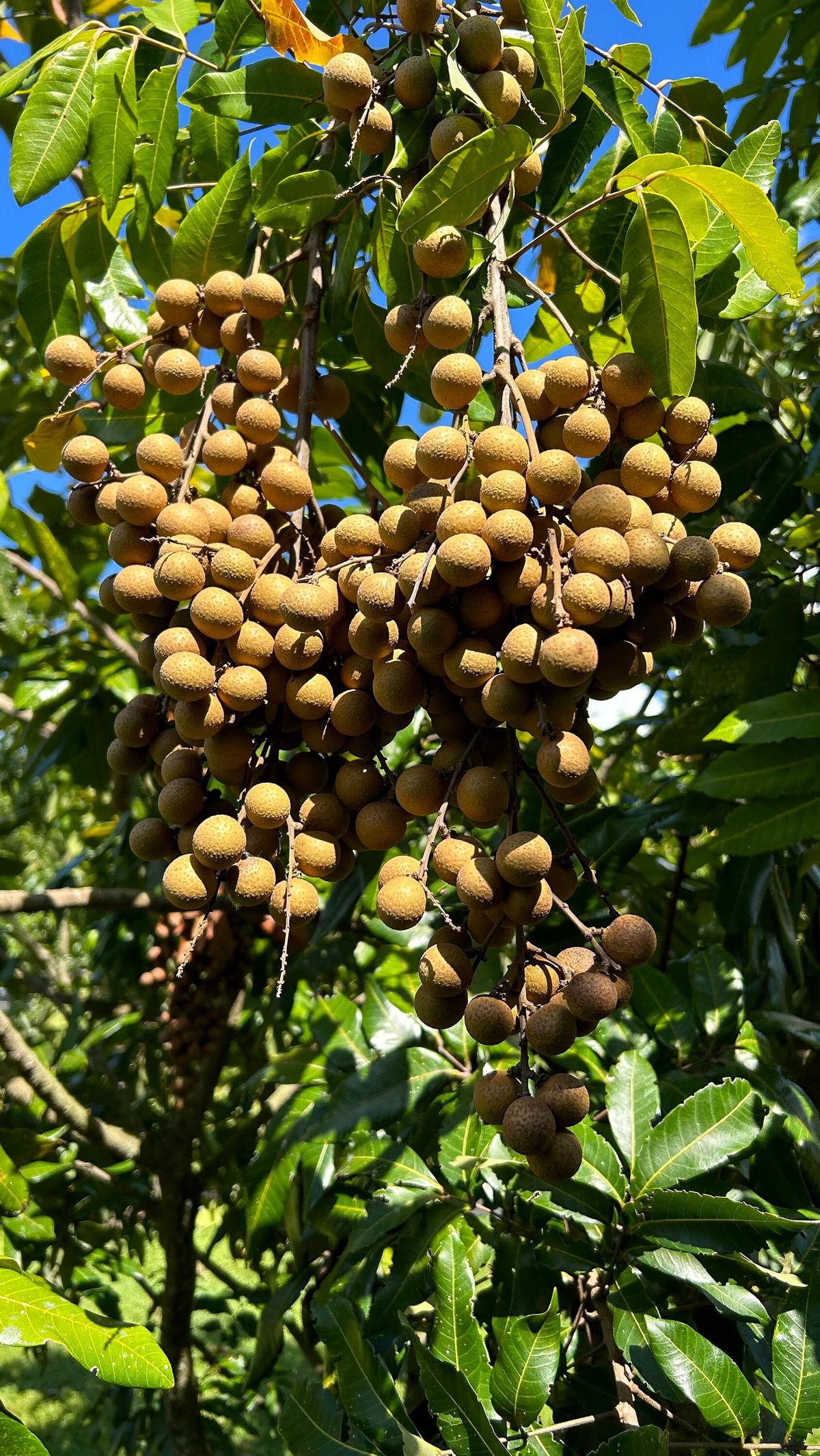 &quot;Trồng cây là trồng phúc, giữ cây là giữ lộc&quot; - Nhà có 7 cây này quý nhân chắc chắn ghé thăm! - Ảnh 5.