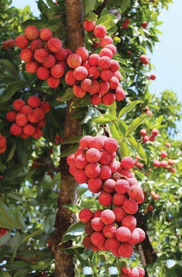 &quot;Trồng cây là trồng phúc, giữ cây là giữ lộc&quot; - Nhà có 7 cây này quý nhân chắc chắn ghé thăm! - Ảnh 4.