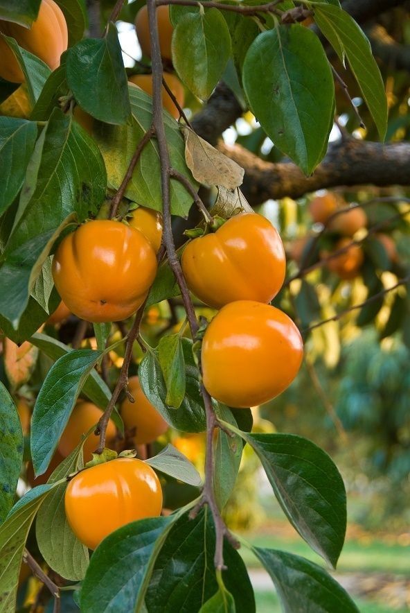&quot;Trồng cây là trồng phúc, giữ cây là giữ lộc&quot; - Nhà có 7 cây này quý nhân chắc chắn ghé thăm! - Ảnh 2.