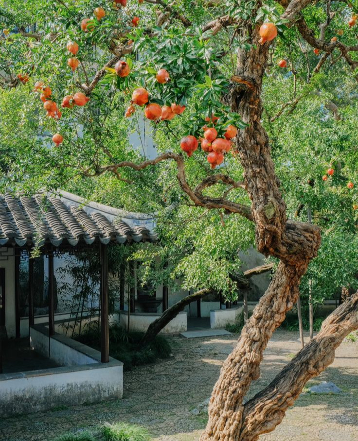 &quot;Trồng cây là trồng phúc, giữ cây là giữ lộc&quot; - Nhà có 7 cây này quý nhân chắc chắn ghé thăm! - Ảnh 7.