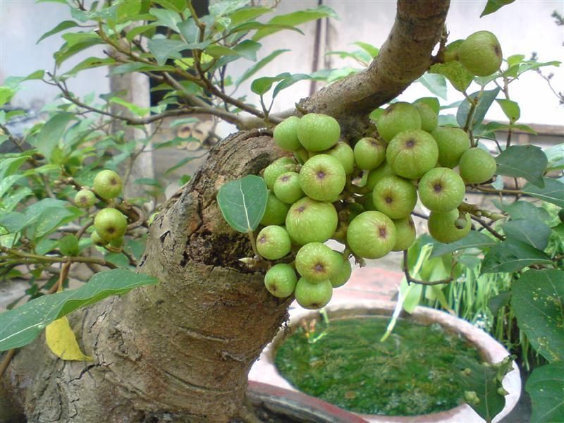 &quot;Trồng cây là trồng phúc, giữ cây là giữ lộc&quot; - Nhà có 7 cây này quý nhân chắc chắn ghé thăm! - Ảnh 3.