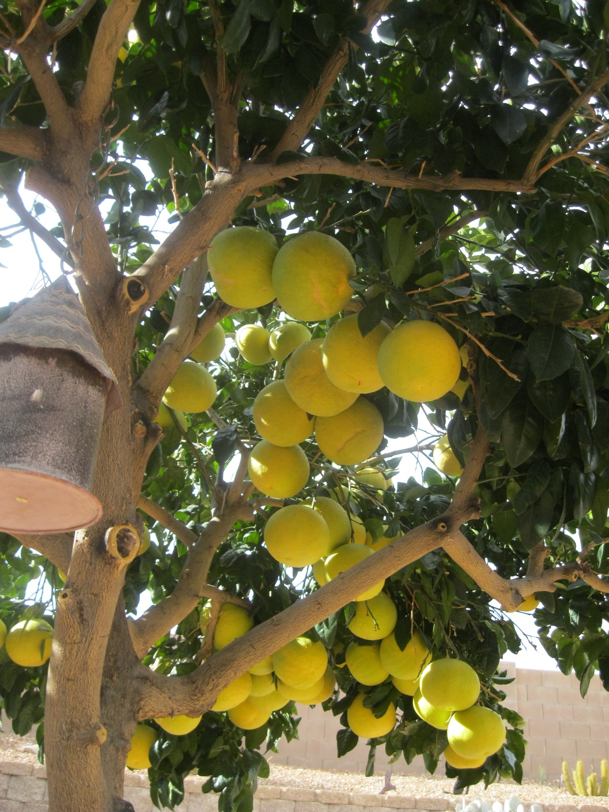 &quot;Trồng cây là trồng phúc, giữ cây là giữ lộc&quot; - Nhà có 7 cây này quý nhân chắc chắn ghé thăm! - Ảnh 6.