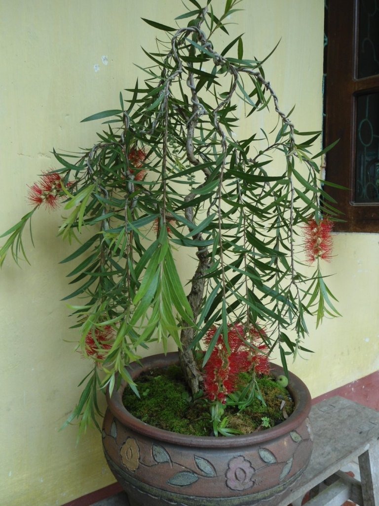 4 loại cây 4 loại cây