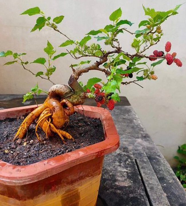 4 loại cây 4 loại cây