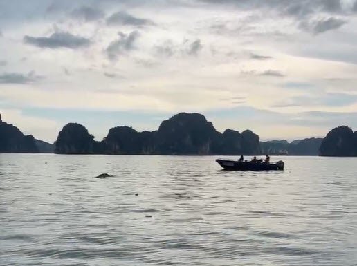 Tìm thấy thêm thi thể người phụ nữ nghi là nạn nhân vụ lật tàu ở vịnh Hạ Long, cách hiện trường 8km - Ảnh 1. Tìm thấy thêm thi thể người phụ nữ nghi là nạn nhân vụ lật tàu ở vịnh Hạ Long, cách hiện trường 8km - Ảnh 1.