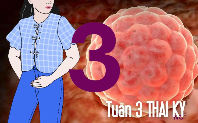 Tuần thai thứ 3: Mẹ bắt đầu có một “em bé” ở trong bụng dù mọi thứ chưa rõ ràng