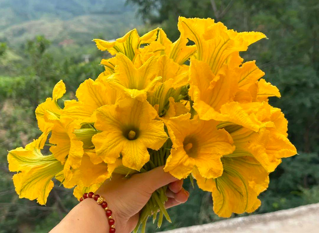 Nếu thấy nhà ai có loại rau này, xin ngay một nắm hoa về làm món ăn giòn ngon lại giúp phòng ngừa ung thư - Ảnh 1. Nếu thấy nhà ai có loại rau này, xin ngay một nắm hoa về làm món ăn giòn ngon lại giúp phòng ngừa ung thư - Ảnh 1.