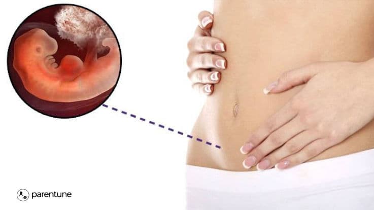 Tuần thai thứ 4: Em bé đã bắt đầu hình thành, que thử thai lên “2 vạch”- Ảnh 5.